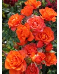 Rose Alegria